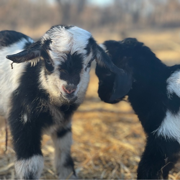 Meet your Posher, Lauren - Picture 6 of 11